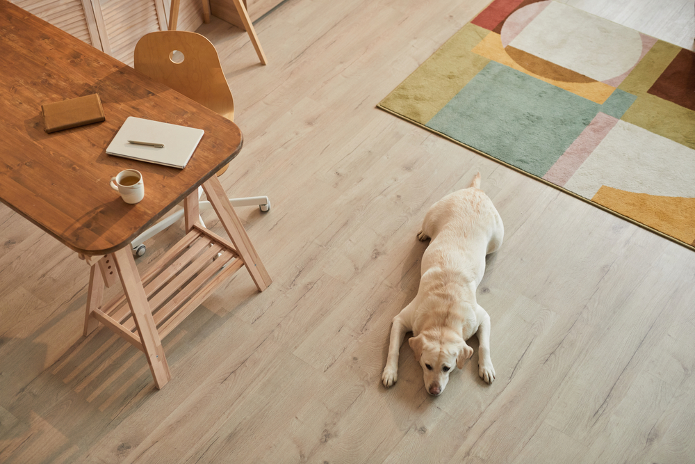 Warm,Toned,High,Angle,View,At,White,Labrador,Dog,Lying